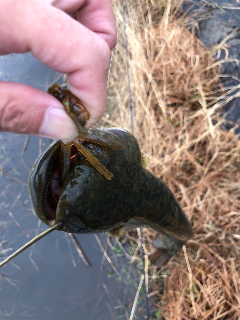 f:id:KFG:20190529120615j:image f:id:KFG:20190529120615j:image