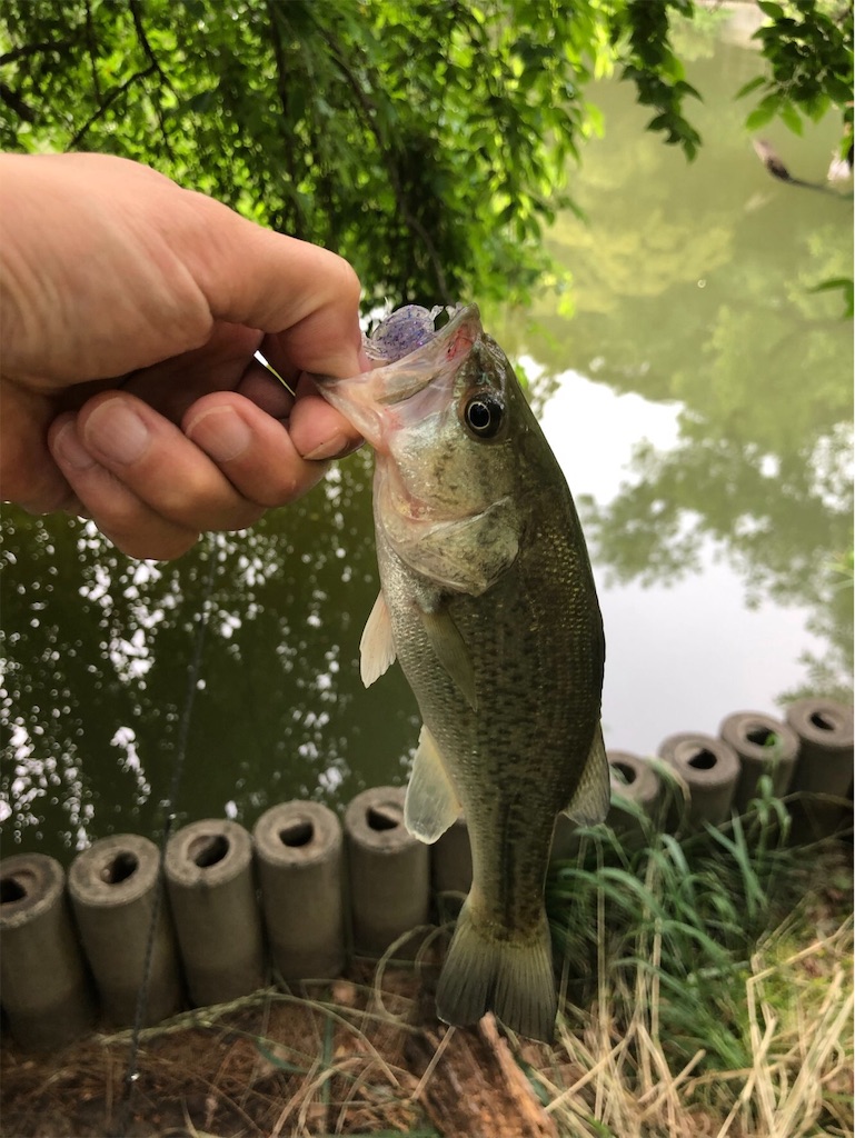 f:id:KFG:20190529120626j:image f:id:KFG:20190529120626j:image