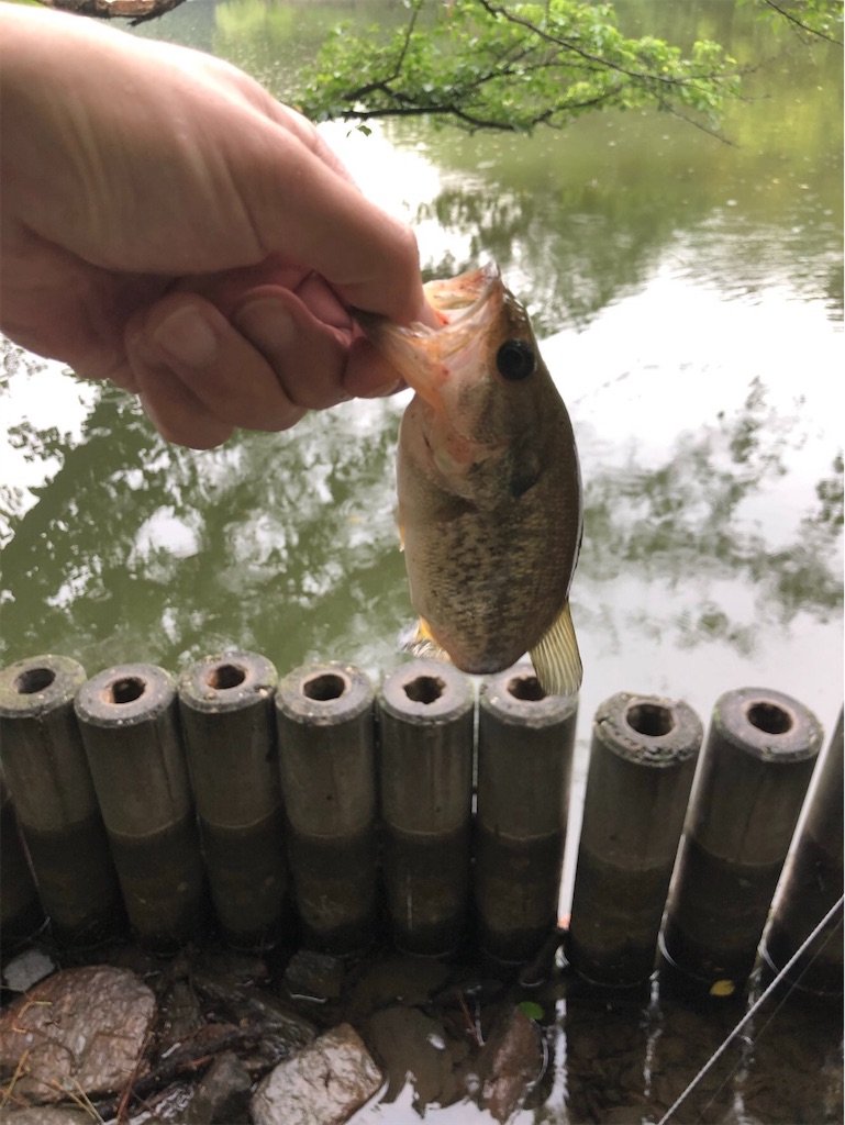 f:id:KFG:20190529120629j:image f:id:KFG:20190529120629j:image