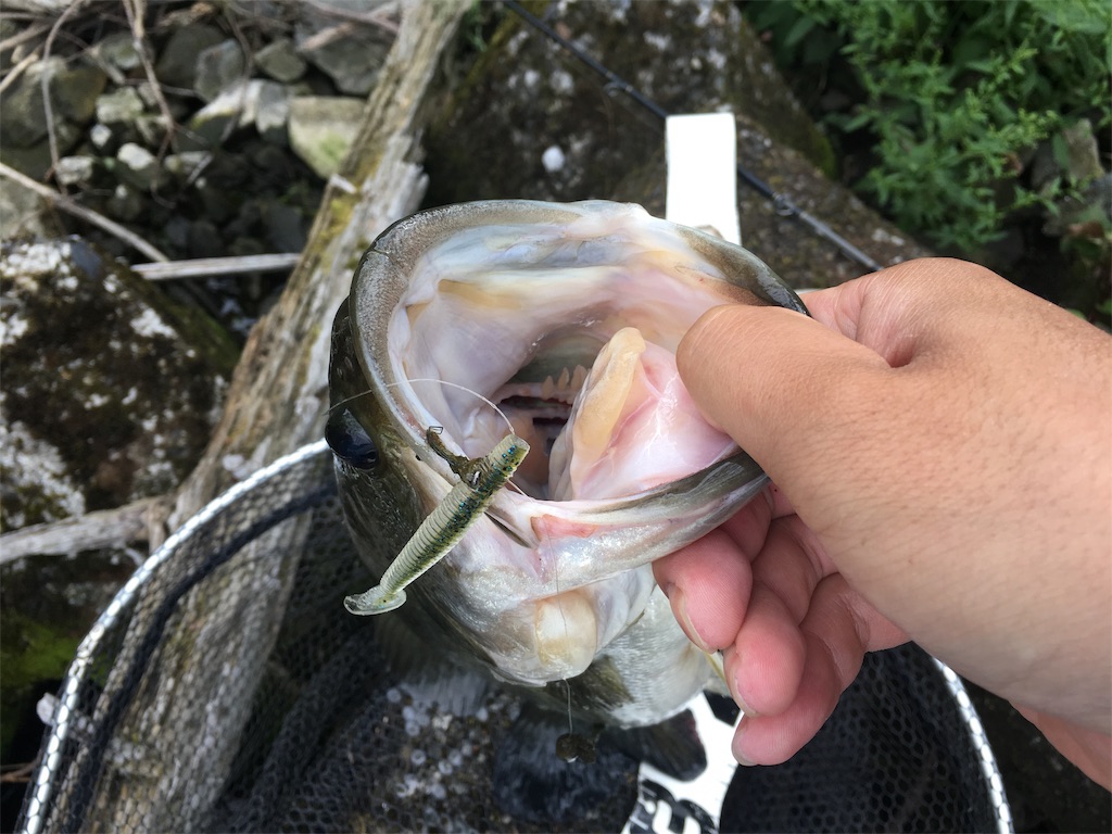 f:id:KFG:20190602104459j:image