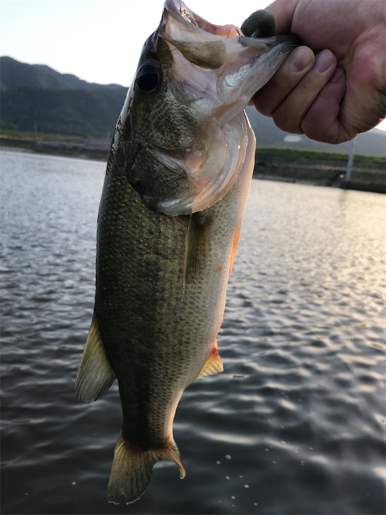 f:id:KFG:20190605211146j:image