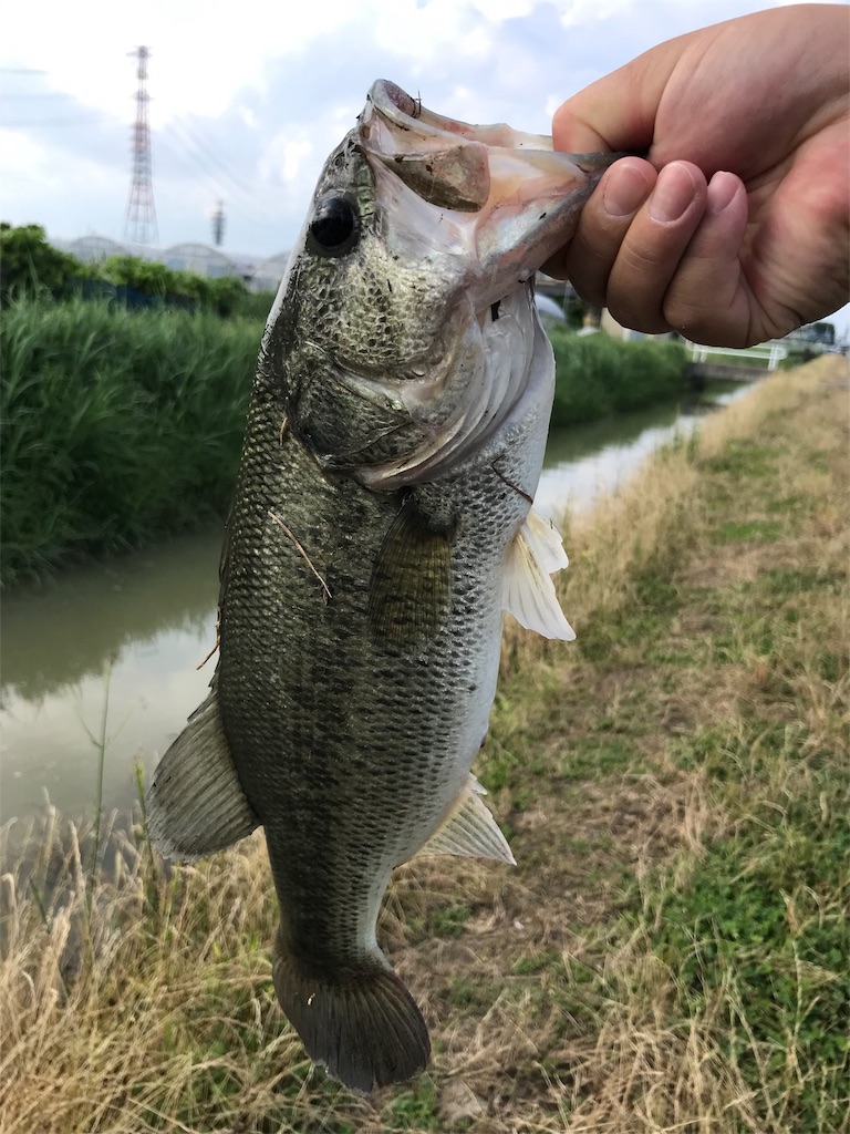 f:id:KFG:20190612224946j:image