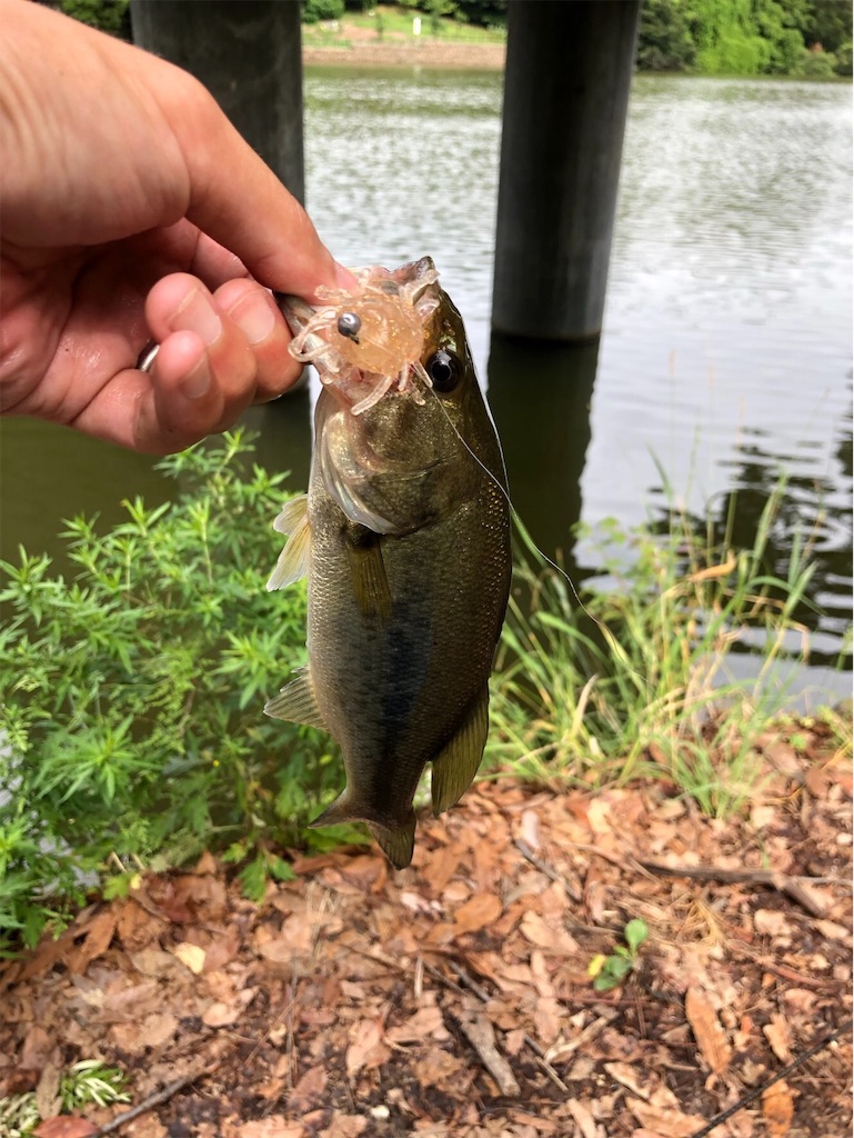 f:id:KFG:20190705215836j:image