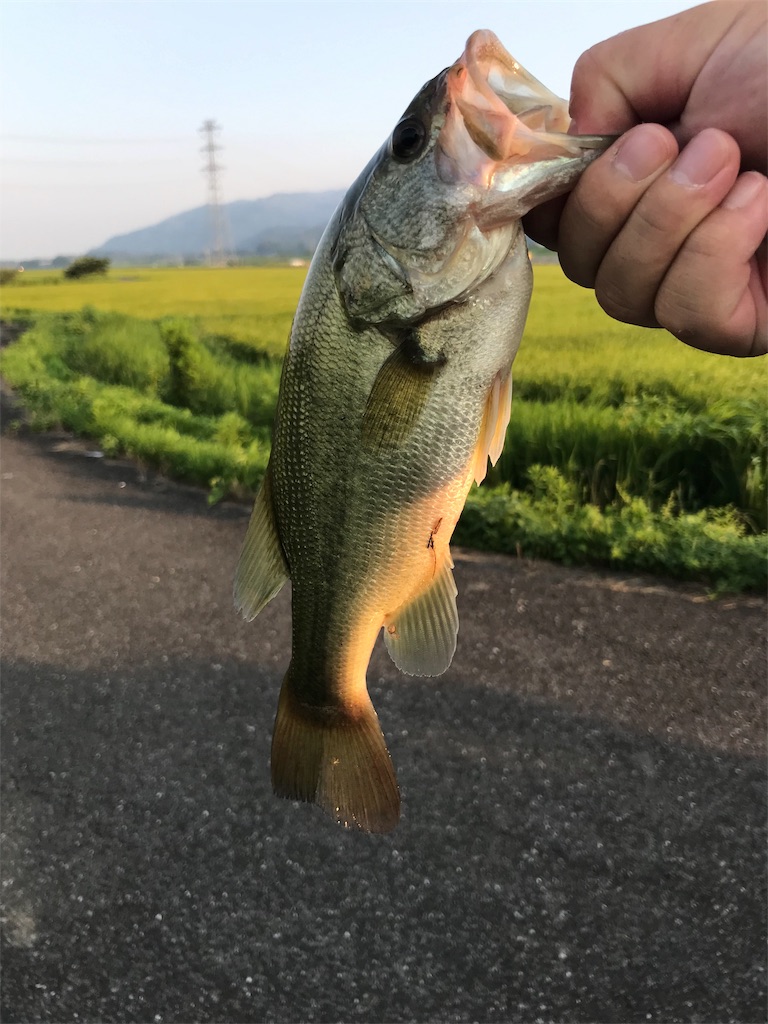 f:id:KFG:20190806054332j:image