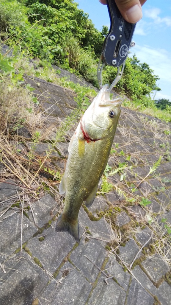 f:id:KFG:20190901120053j:image