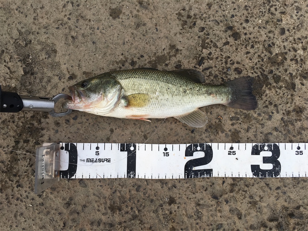 f:id:KFG:20190908093721j:image f:id:KFG:20190908093721j:image