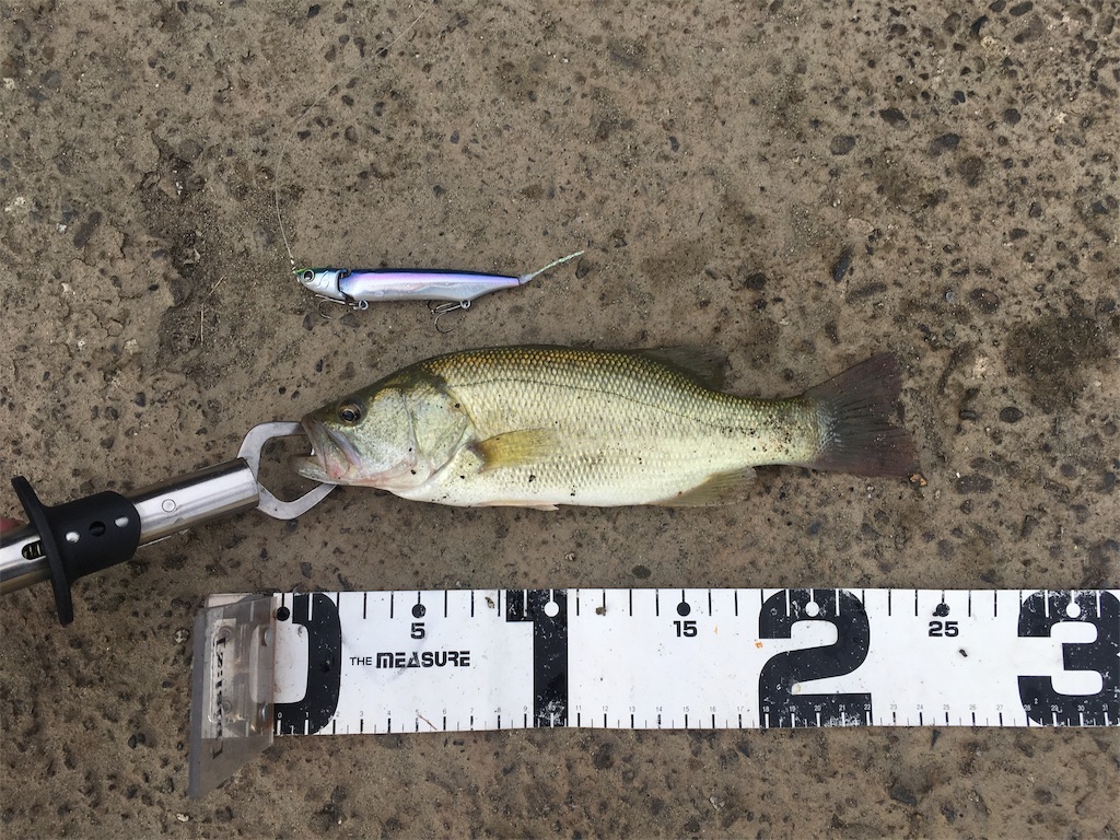 f:id:KFG:20190908093730j:image f:id:KFG:20190908093730j:image