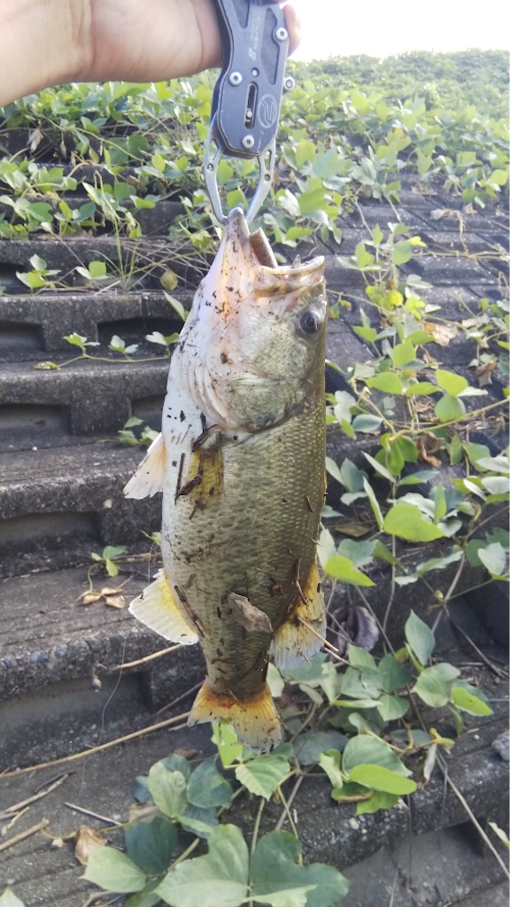 f:id:KFG:20190908204752j:image