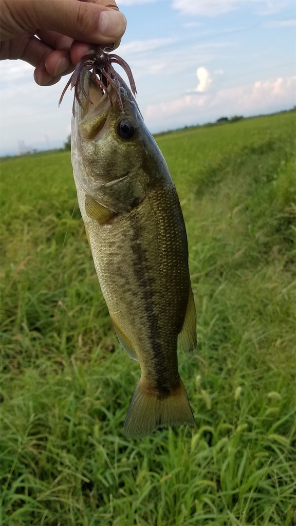 f:id:KFG:20190911123723j:image