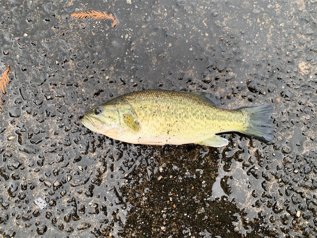 f:id:KFG:20191203103656j:image f:id:KFG:20191203103656j:image