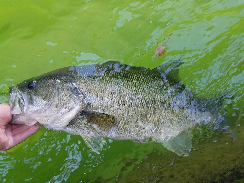 f:id:KFG:20200627103633j:image