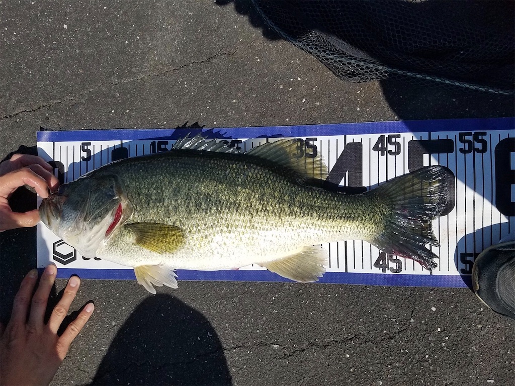 f:id:KFG:20200627103639j:image