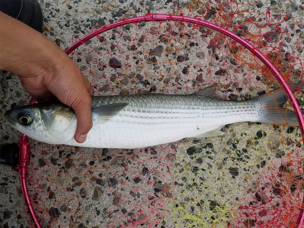 f:id:KFG:20201005223501j:image