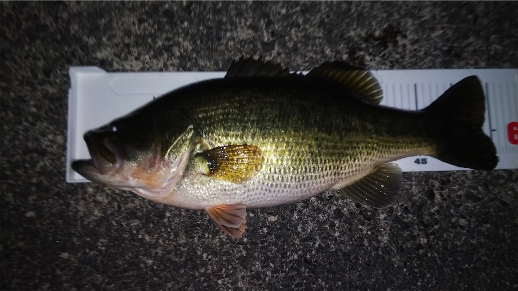 f:id:KFG:20210227170541j:image