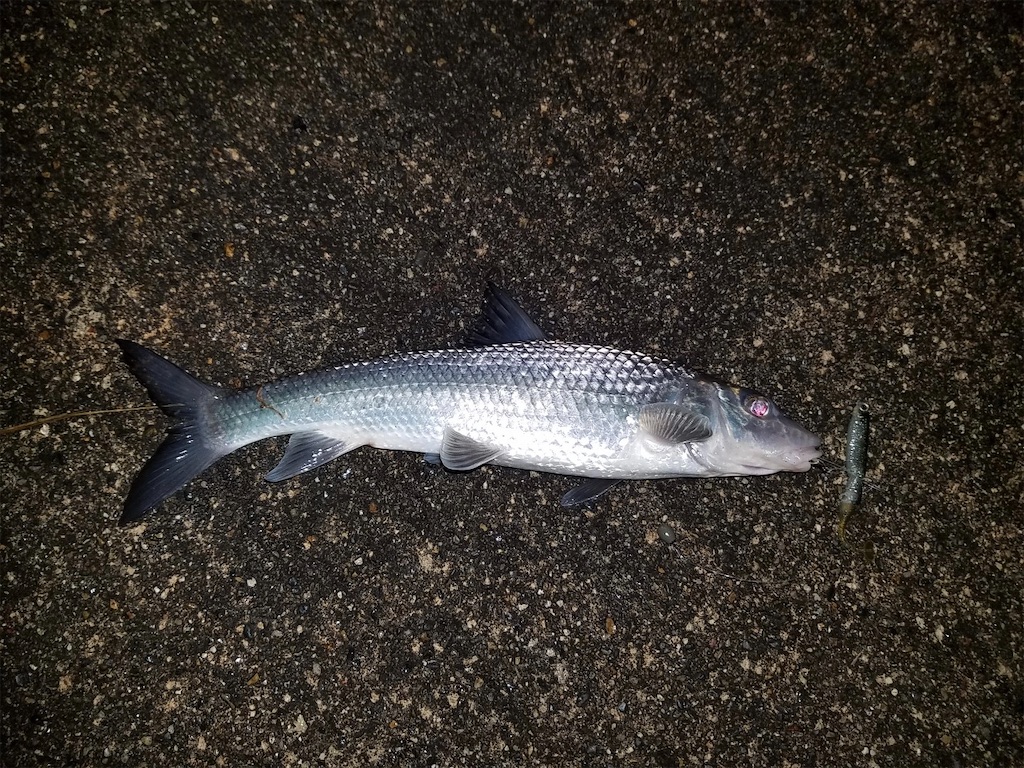 f:id:KFG:20210311121025j:image