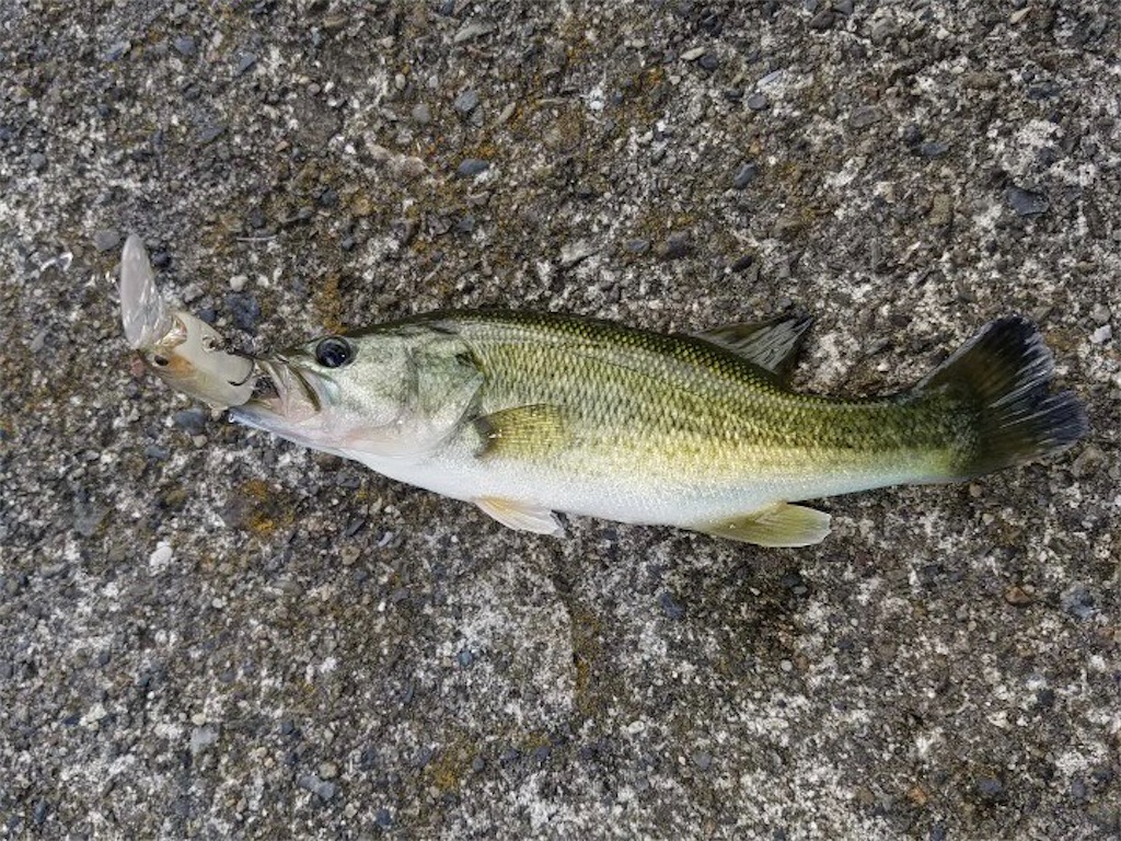 f:id:KFG:20210730160317j:image