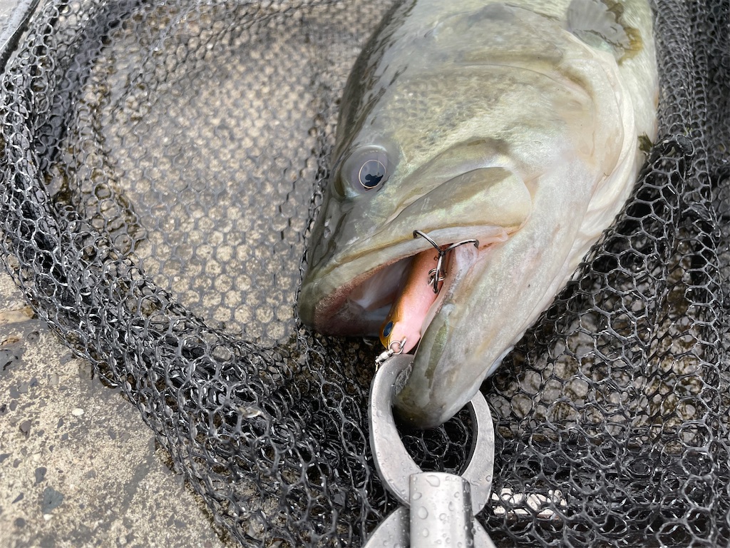 f:id:KFG:20210815122500j:image f:id:KFG:20210815122500j:image