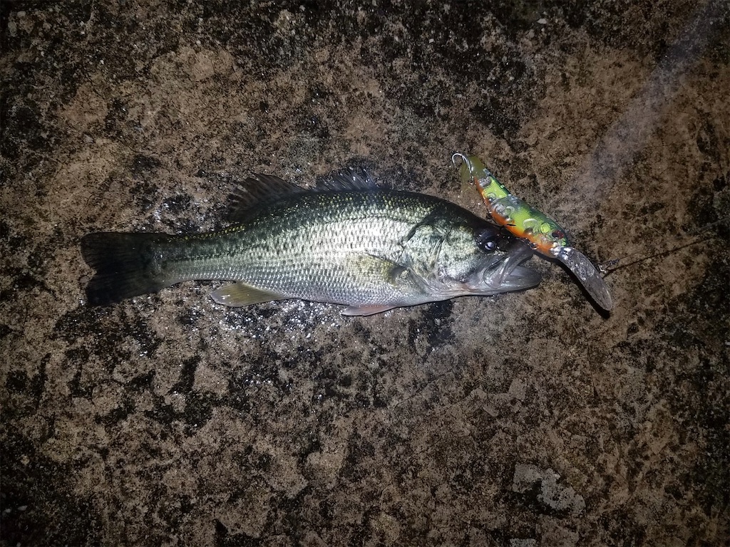 f:id:KFG:20211112121940j:image f:id:KFG:20211112121940j:image