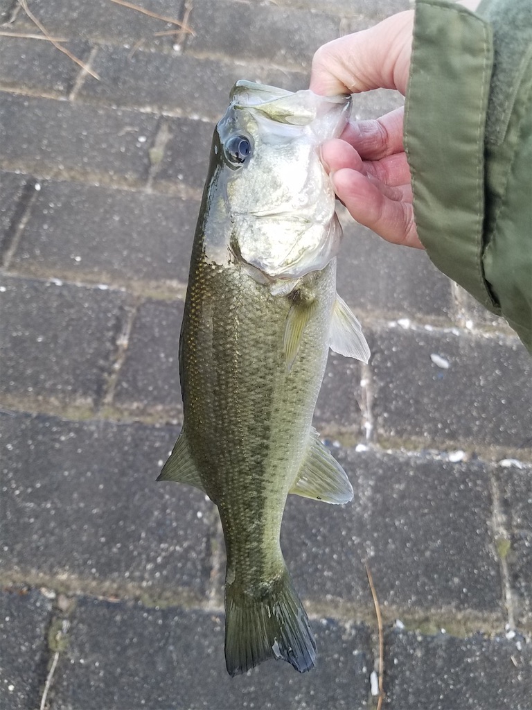 f:id:KFG:20211112122009j:image f:id:KFG:20211112122009j:image