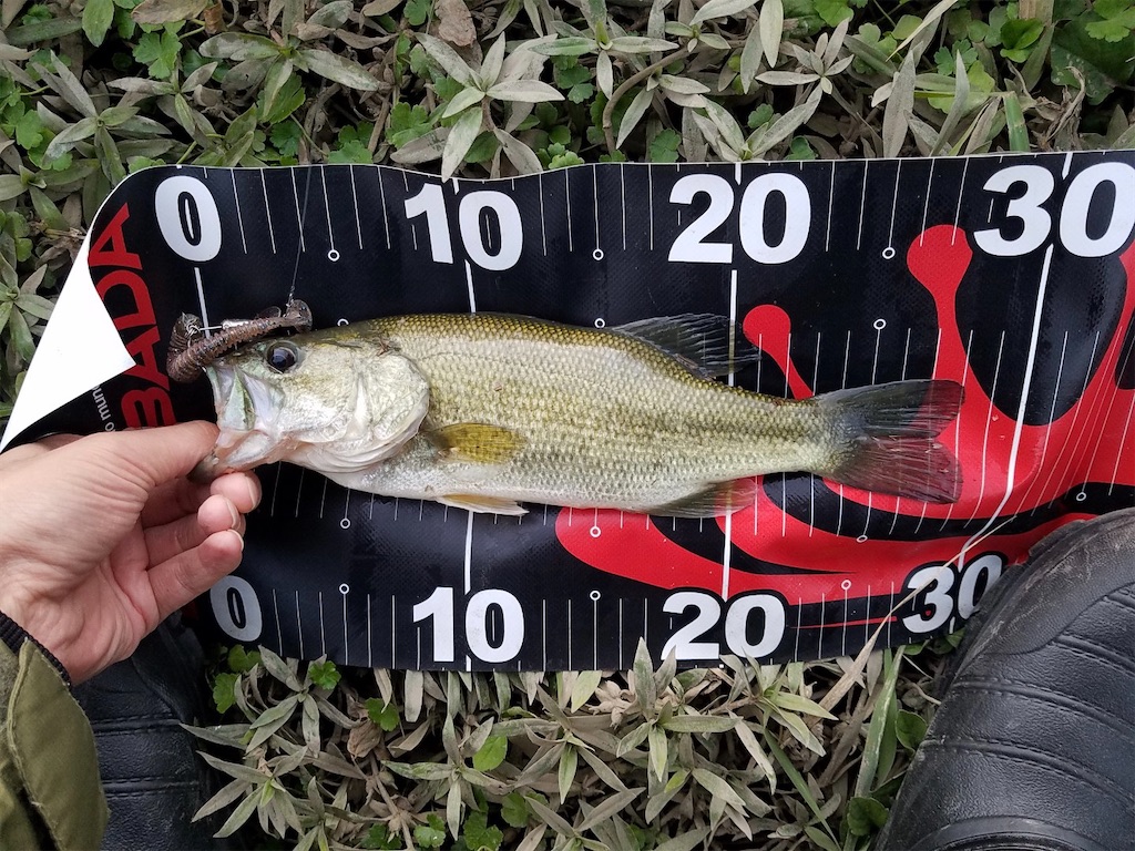 f:id:KFG:20211112122026j:image f:id:KFG:20211112122026j:image