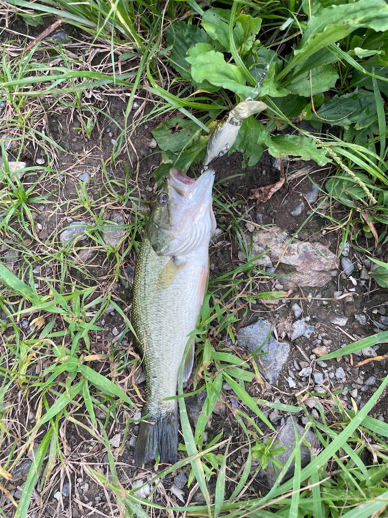 f:id:KFG:20220727192417j:image f:id:KFG:20220727192417j:image