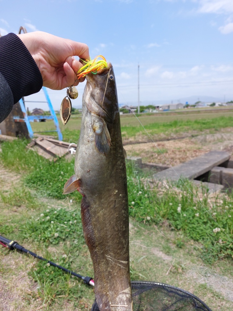 f:id:KFG:20230524183741j:image f:id:KFG:20230524183741j:image