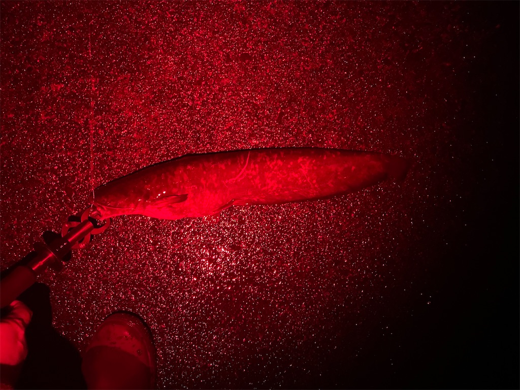 f:id:KFG:20240324133737j:image f:id:KFG:20240324133737j:image