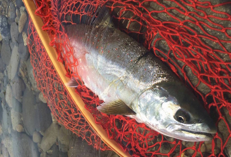 f:id:KG-Any:20160527002313j:image:w300