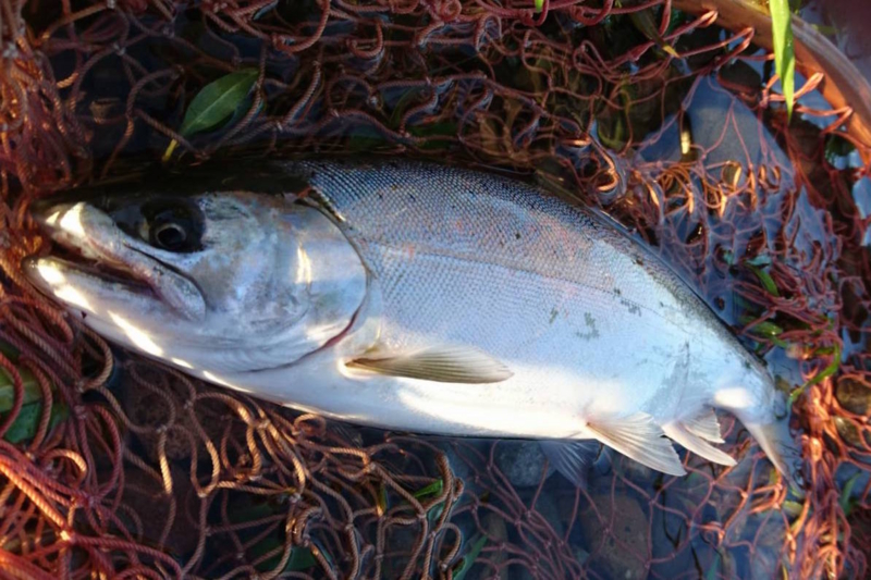 f:id:KG-Any:20160527002316j:image:w300