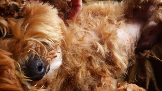 春からご用心 野遊び犬にはダニがいるかも Marupoo Life マルプー登山犬モカ