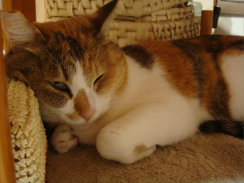 f:id:KIE:20100423215111j:image f:id:KIE:20100423215111j:image