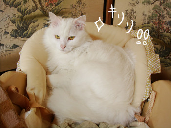 f:id:KIE:20100628185547j:image