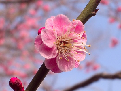 f:id:KIkiRAra:20200305220950j:plain f:id:KIkiRAra:20200305220950j:plain