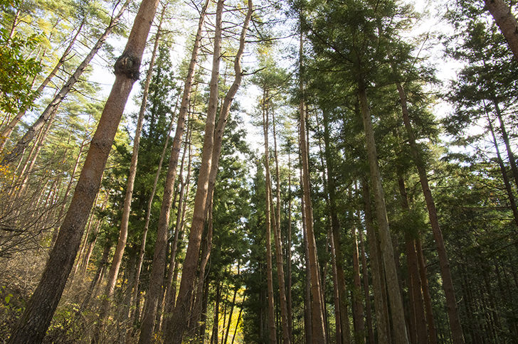f:id:KIkiRAra:20211207203733j:plain