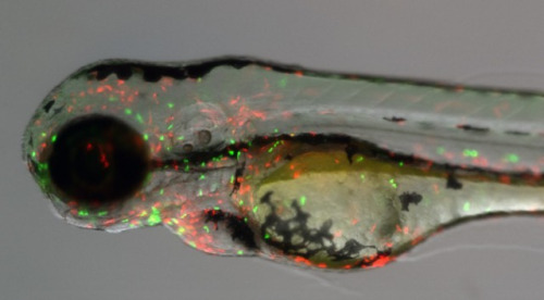 f:id:KJS:20160906115619j:plain f:id:KJS:20160906115619j:plain