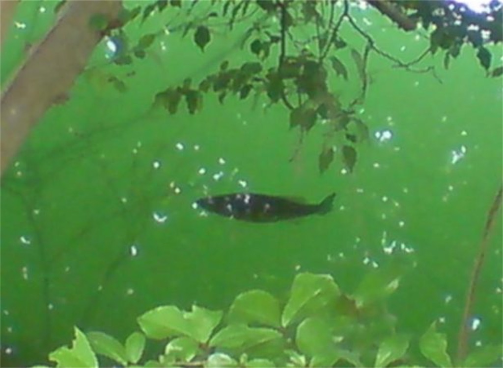 f:id:KMA1012:20200606140948j:image