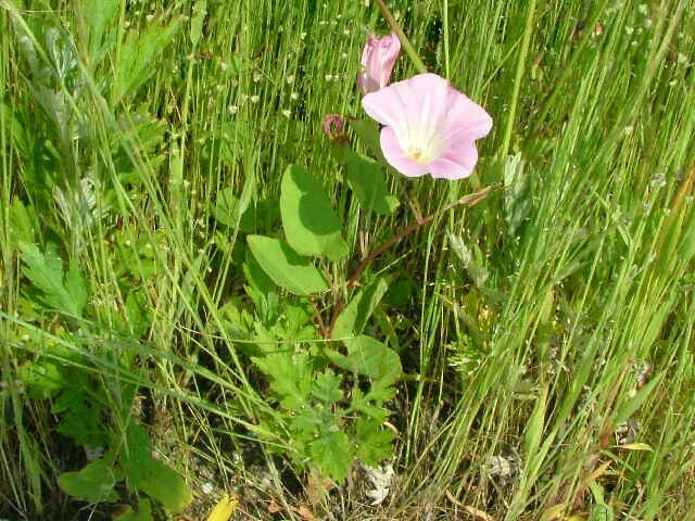 f:id:KOBUTAMAMA:20170907212249j:plain f:id:KOBUTAMAMA:20170907212249j:plain