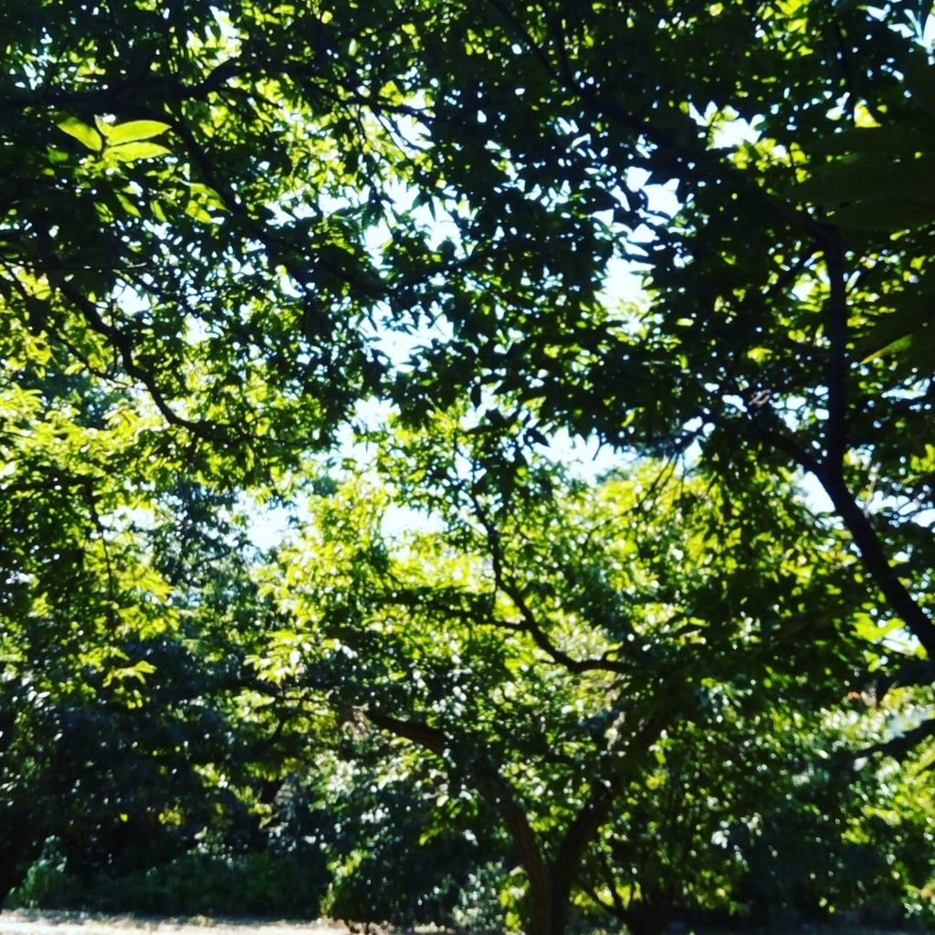 f:id:KOBUTAMAMA:20170909204001j:plain f:id:KOBUTAMAMA:20170909204001j:plain
