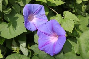 f:id:KOBUTAMAMA:20171020205705j:plain f:id:KOBUTAMAMA:20171020205705j:plain
