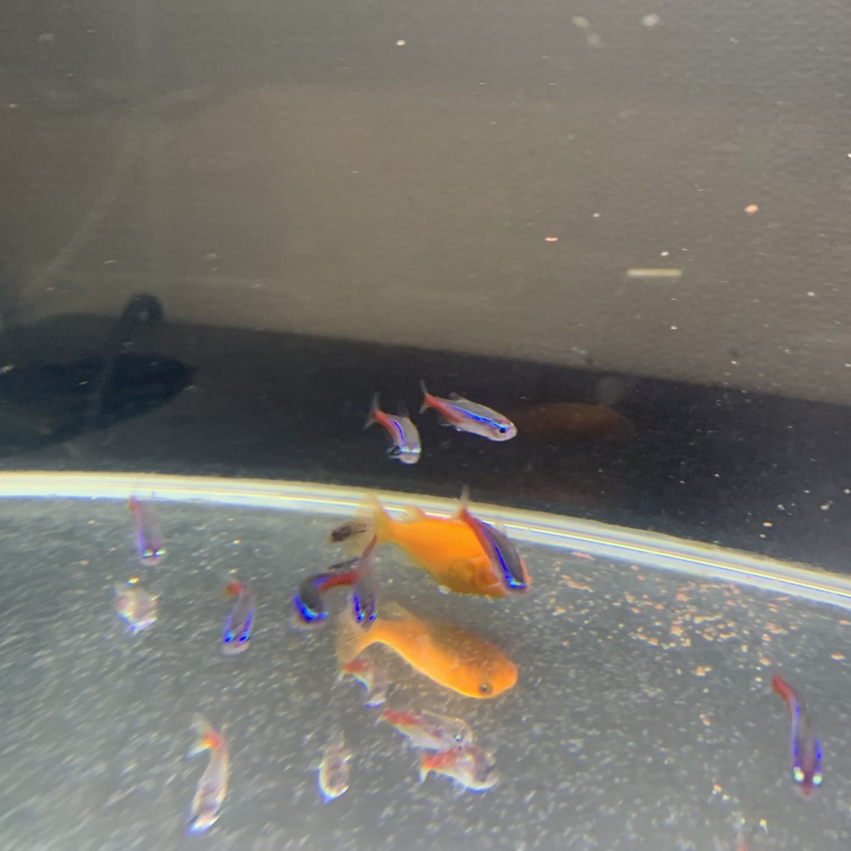 f:id:KOGANEHIME:20190724233922j:plain