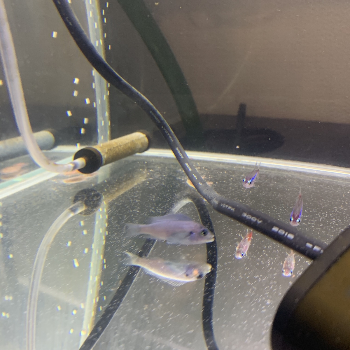 f:id:KOGANEHIME:20190724233930j:plain