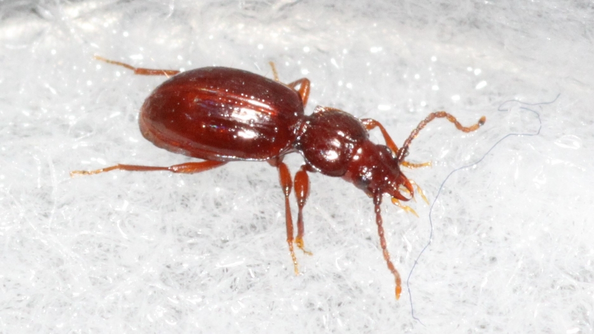 チビゴミ履歴書 - 地下湿地定期便