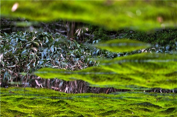 s-DSCF0815__1__2_バランサー.jpg