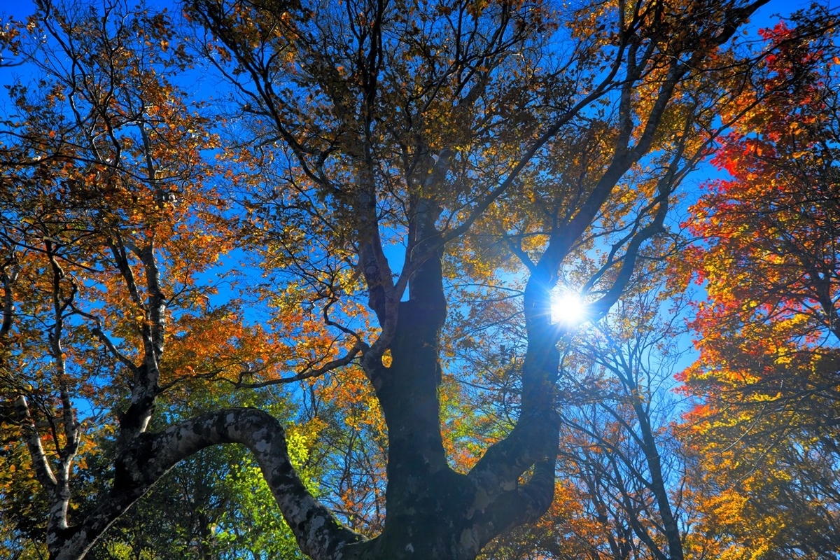 f:id:KOTARO-PARADISE:20201027093313j:plain