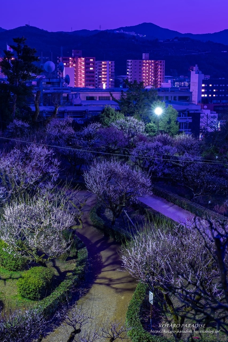 f:id:KOTARO-PARADISE:20210222150752j:plain