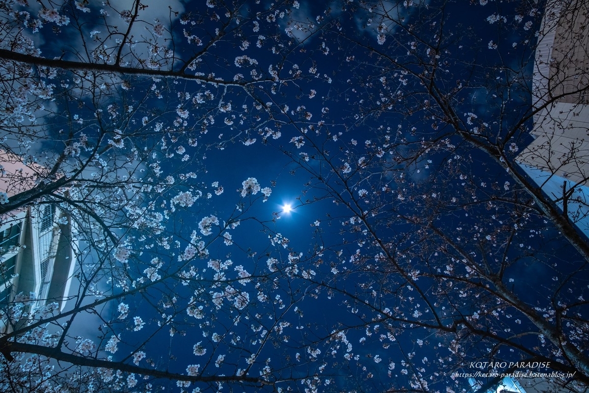 f:id:KOTARO-PARADISE:20210324220744j:plain