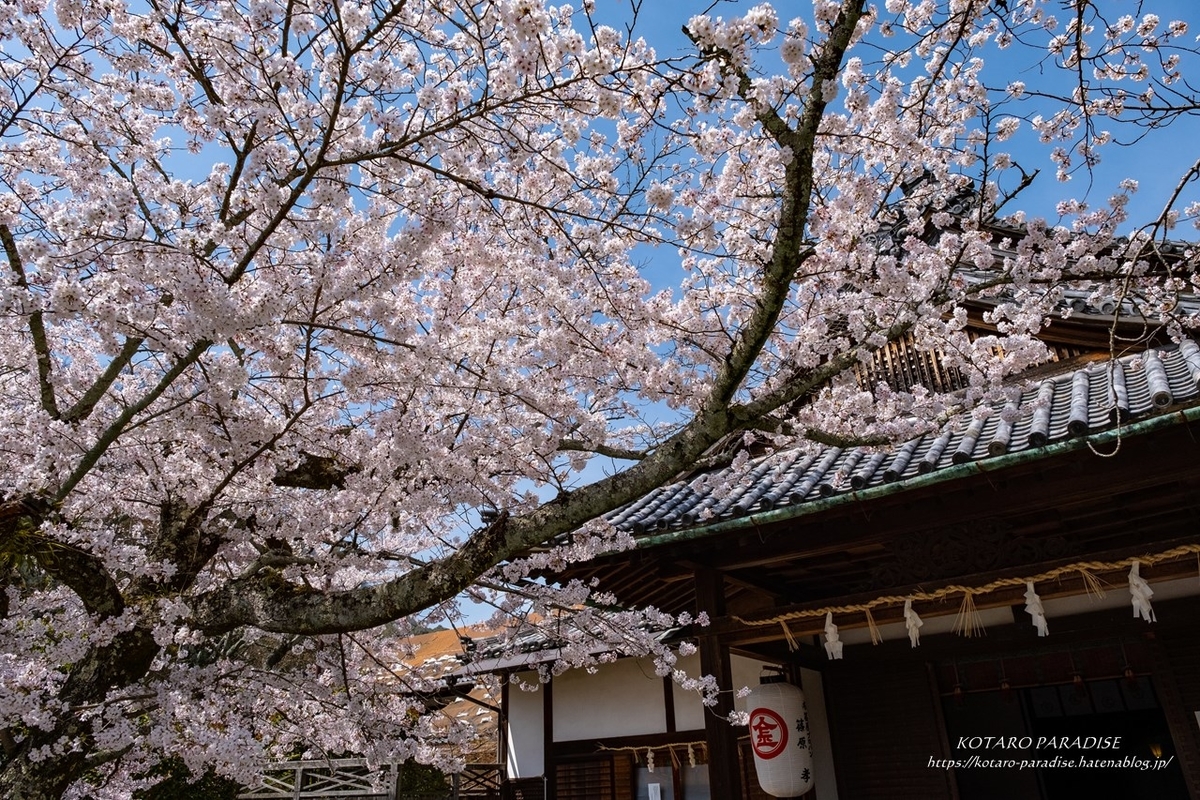 f:id:KOTARO-PARADISE:20210329133724j:plain