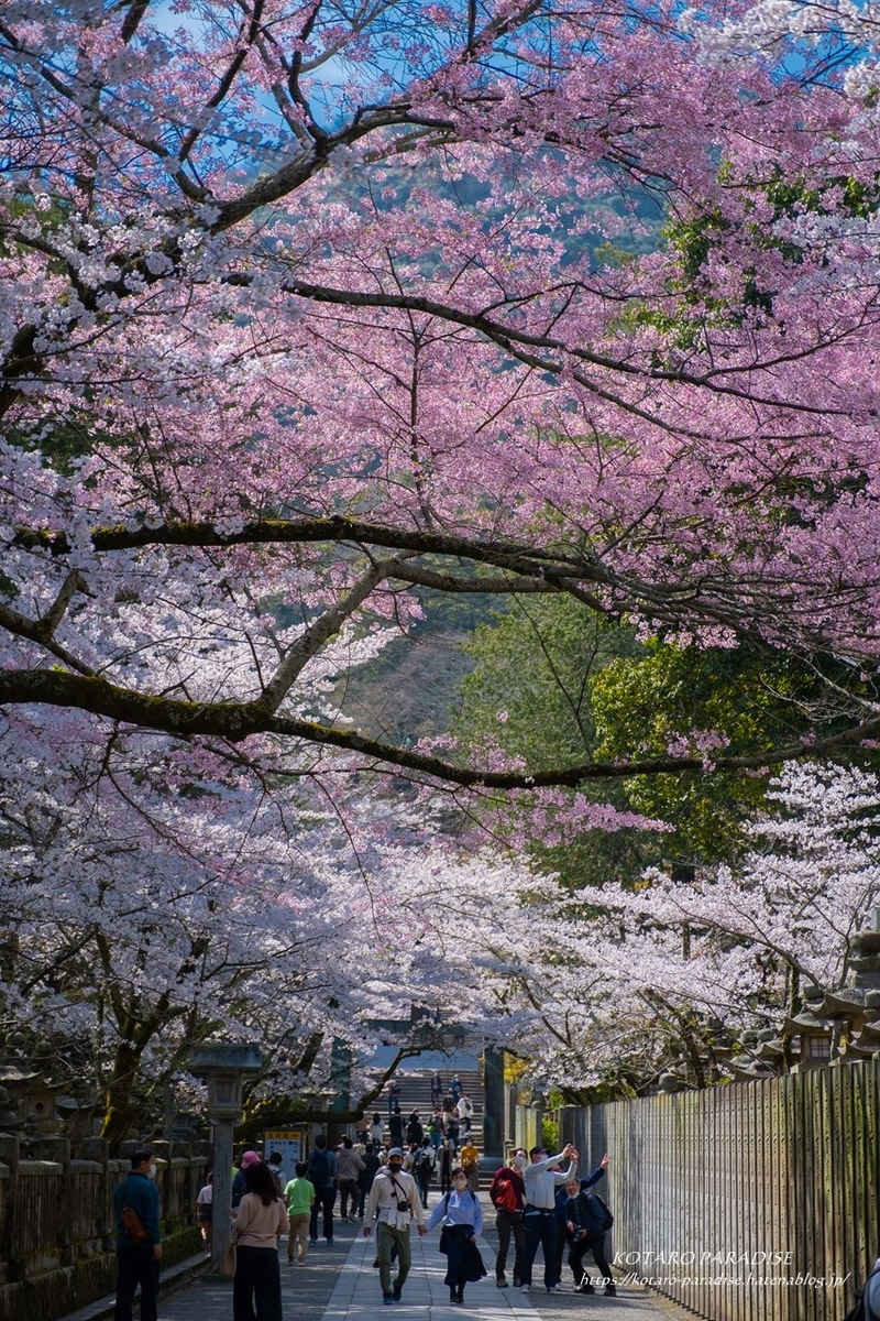f:id:KOTARO-PARADISE:20210329133833j:plain