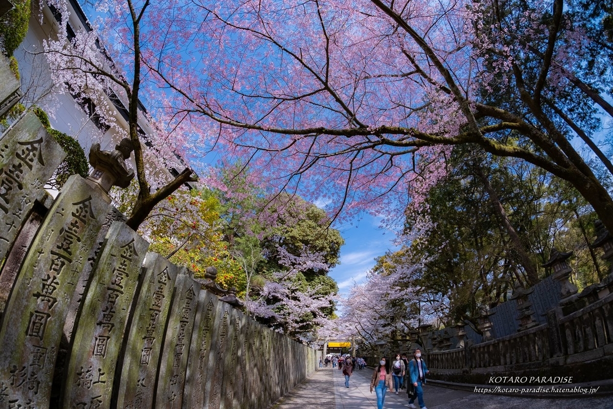 f:id:KOTARO-PARADISE:20210329134150j:plain