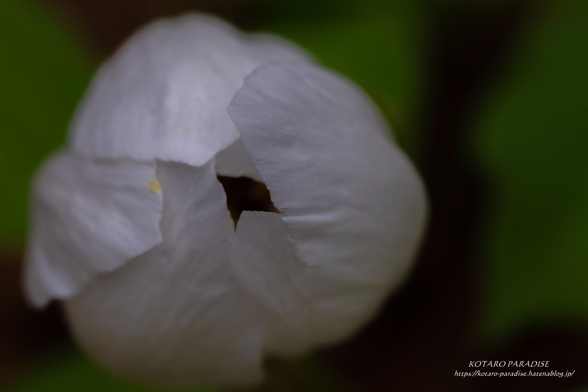 f:id:KOTARO-PARADISE:20210426183759j:plain